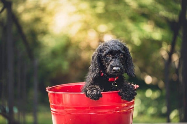 Black dog with wet fur in a red bucket