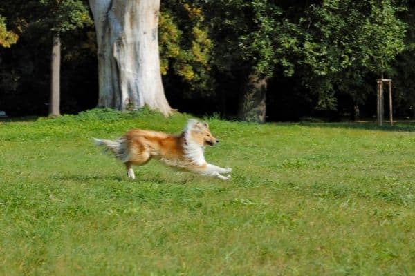 Collie happily running on the grass