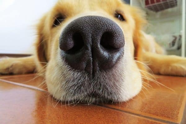 Cute Golden Retriever