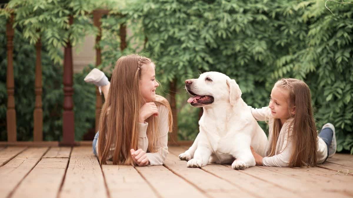 Top Dog Breeds For Children And How To Take Care Of Them
