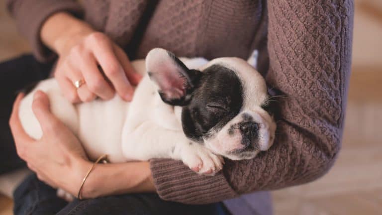 Woman cradling a bulldog puppy