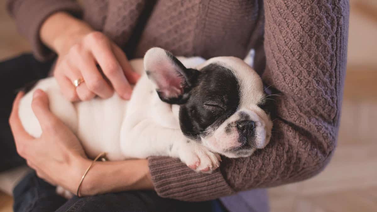 Woman cradling a bulldog puppy