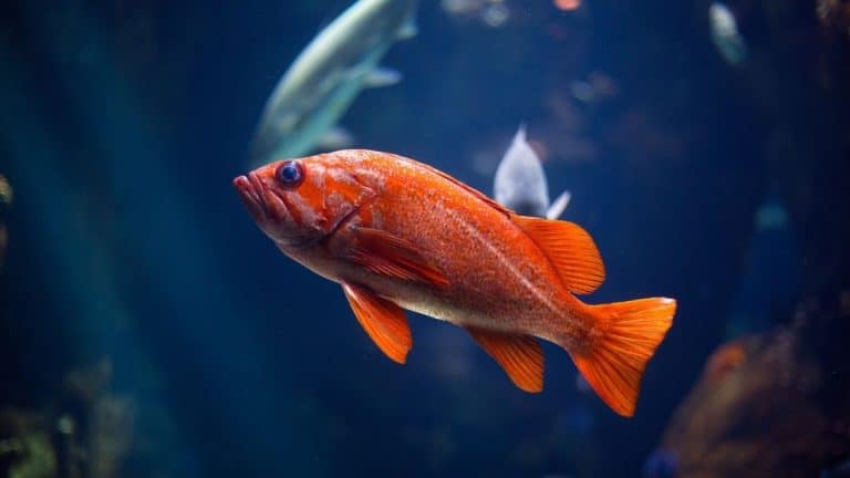 Tips for Choosing the Right Plants for Your Aquarium