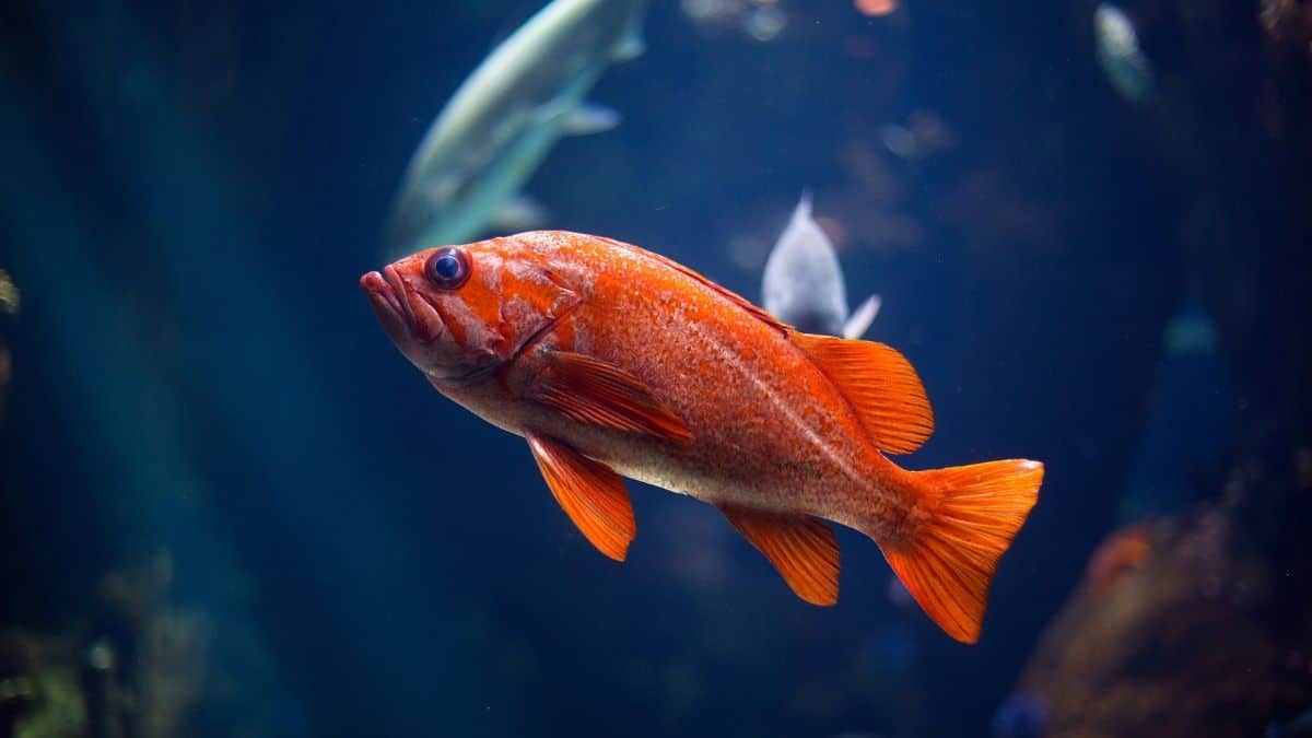 Tips for Choosing the Right Plants for Your Aquarium