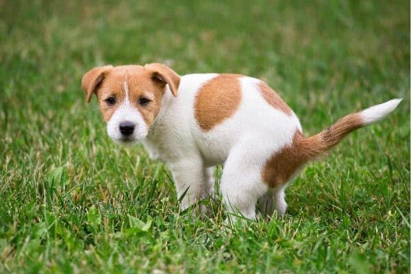 dog poop Enso pet