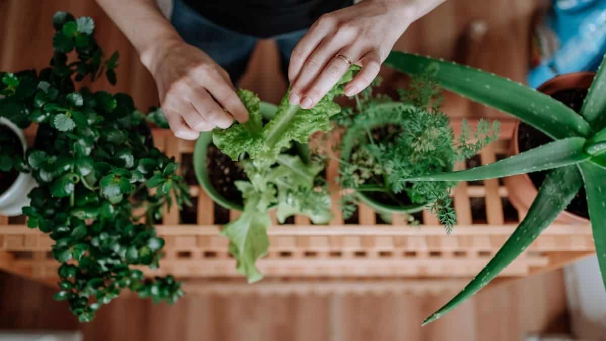 Effective Tips On How To Grow Vegetables And Fruits At Home