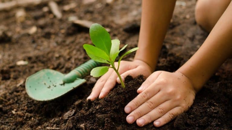 These Plant Expert-Approved Tips Will Help You Grow Healthy Plants