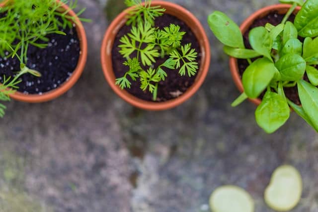 healthy plants on pots