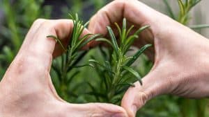 indoor herb garden kit Australia