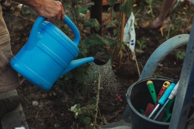 watering plants