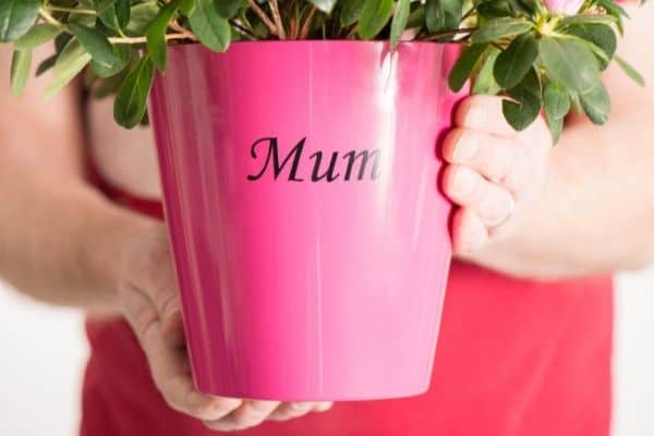 indoor plant gift for mum