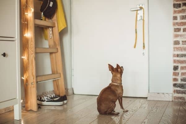 puppy alone at home