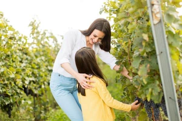 vineyard exploration