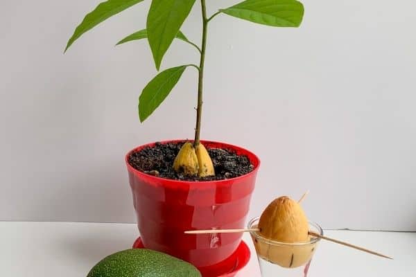 grow avocado from seed indoor