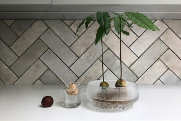 growing avocado indoors