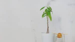 how to grow avocados indoors from seed