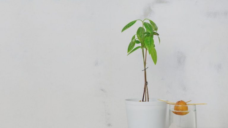 how to grow avocados indoors from seed