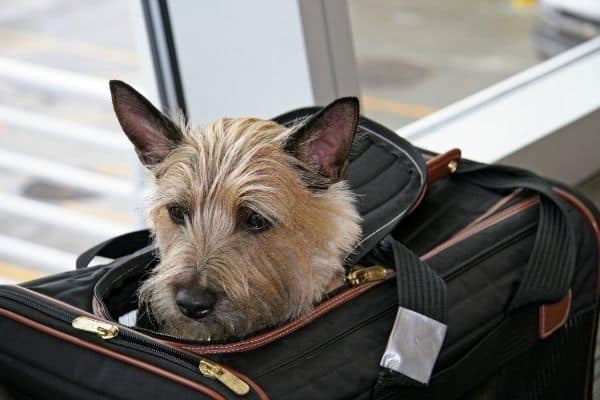 pet in luggage