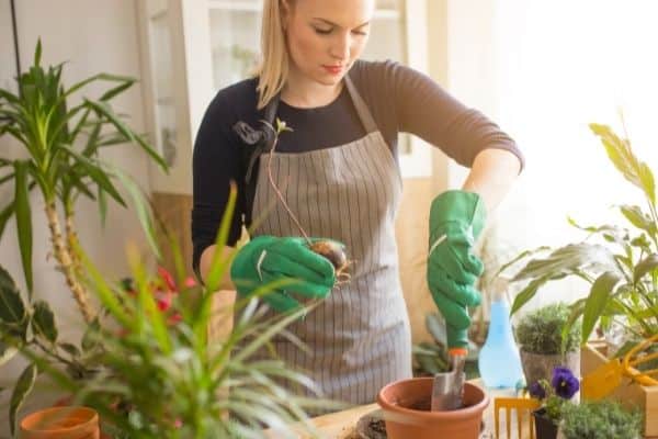 transfer avocado seed to soil