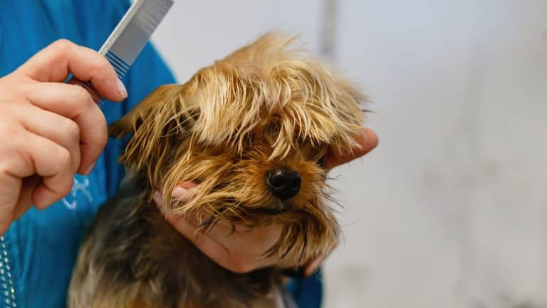 Do all dogs need grooming