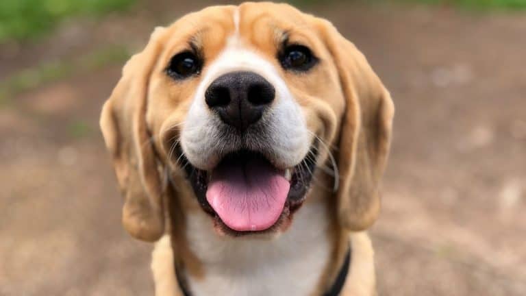 Top Ways to Treat Parasites in Dogs
