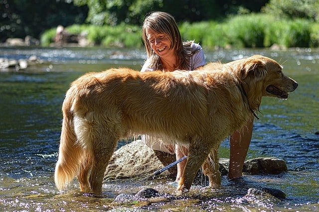 Woman grooming her pet dog