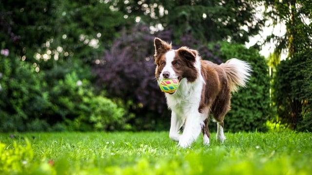 dog playing