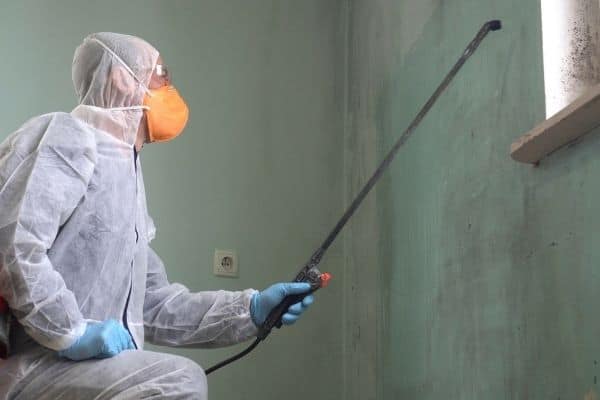 an expert removing mould at home