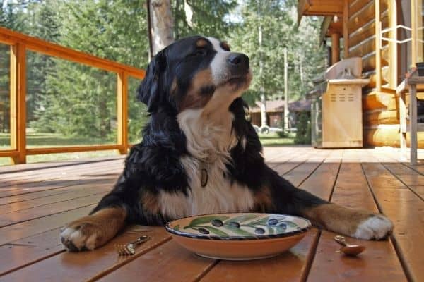 dog waiting for food