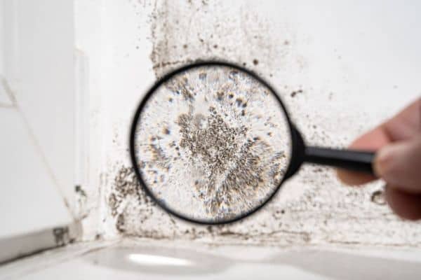 looking at mould through magnifying glass