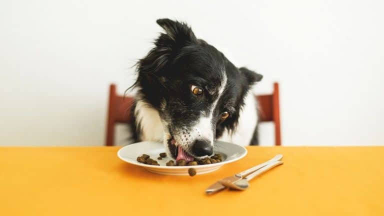 quality dog food