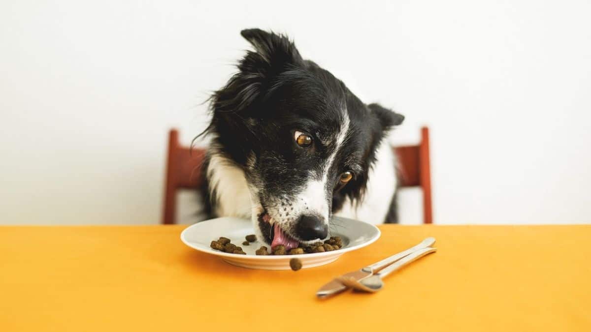 quality dog food
