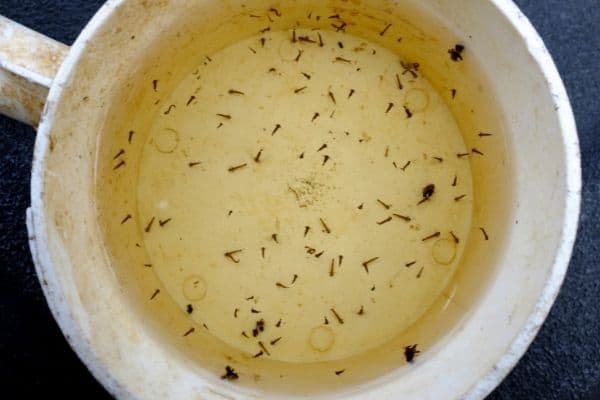 Mosquito Larvae In Rainwater