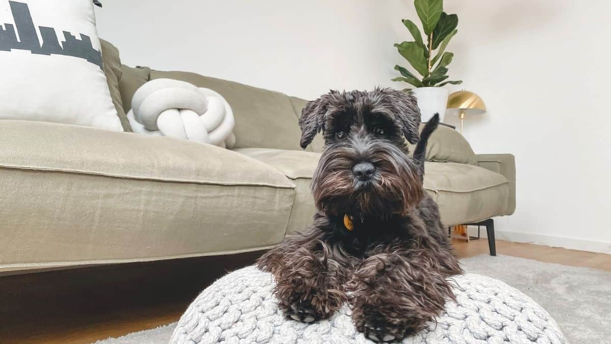 Everyone's Bestfriend 5 Benefits Of Having A Pet In Your Home