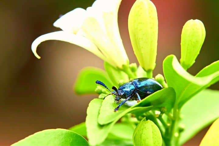 A Bug On A Flower