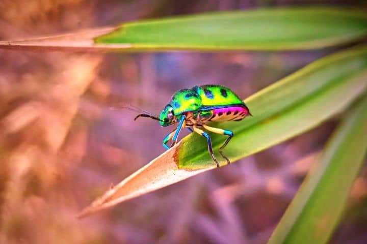 A Bug On A Leaf