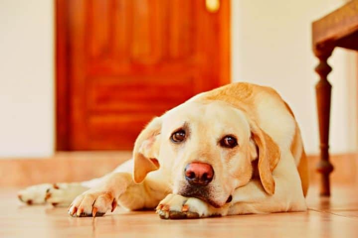 A Dog With A Scared Face