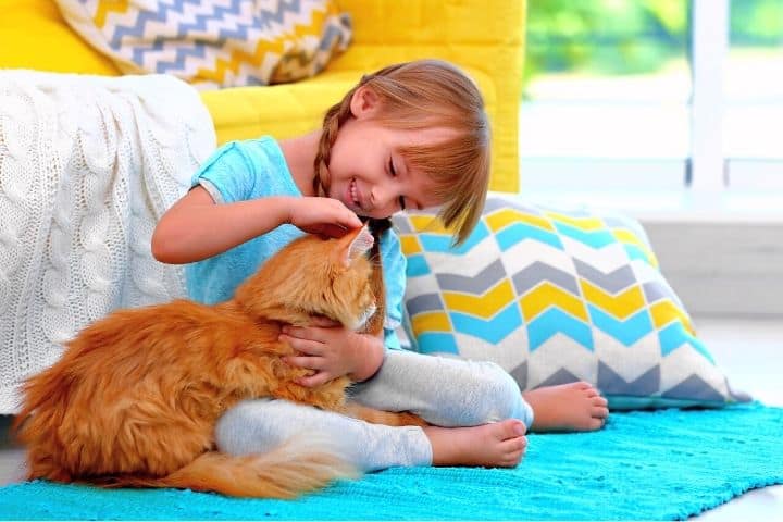 A Girl Is Playing With Cat On A Carpet