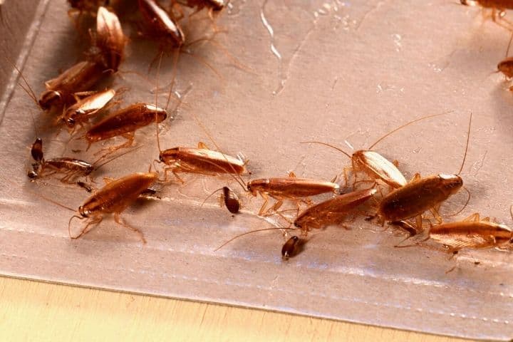 Bug Glue Trap