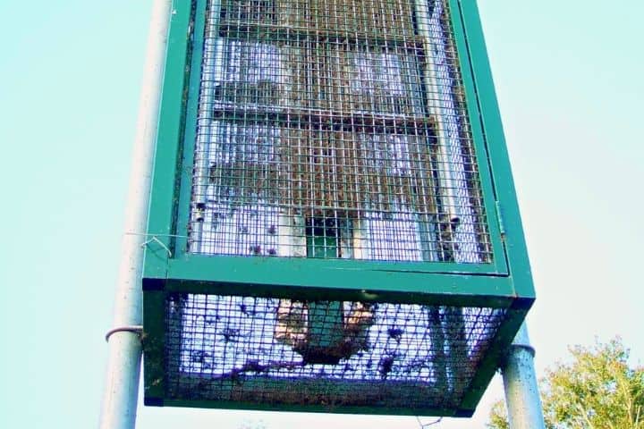 Bug Zapper