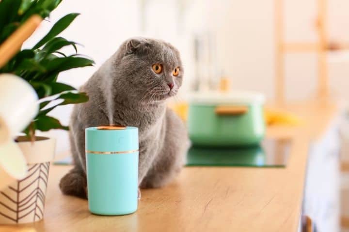 Cat Sits Near To A Humidifier