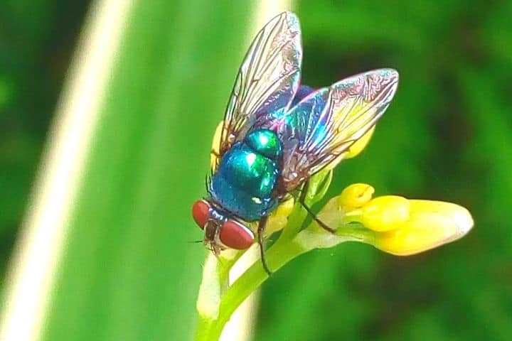 Fly On A Plant