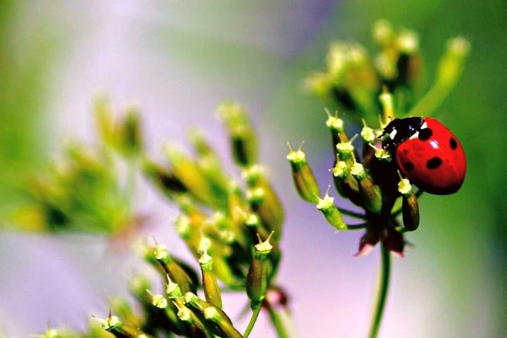 Ladybug On A Plant