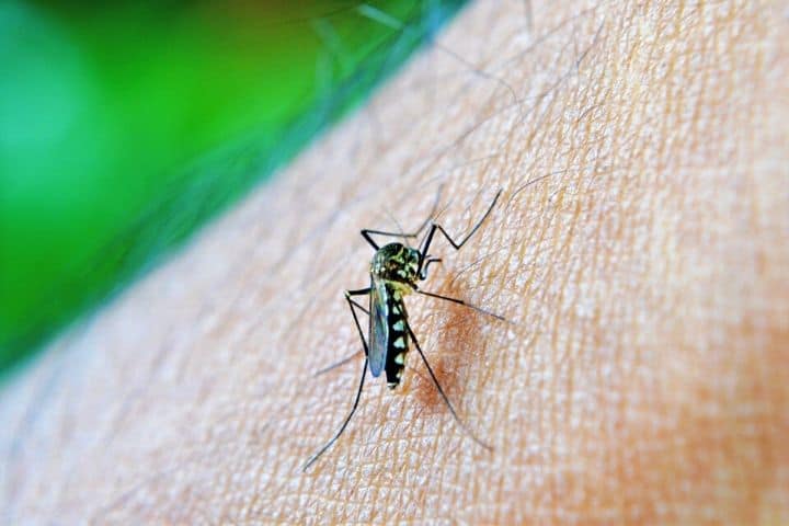 Mosquito On A Human Skin