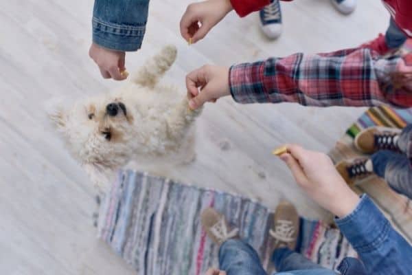 People Playing With Adorable Dog