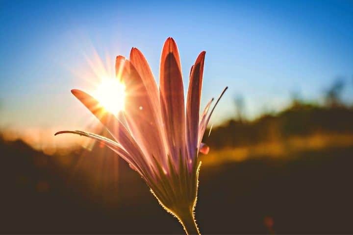 The Rising Sun And The Flower