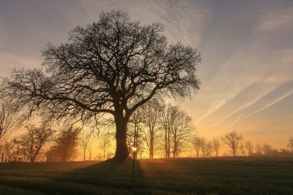 Tree Funeral