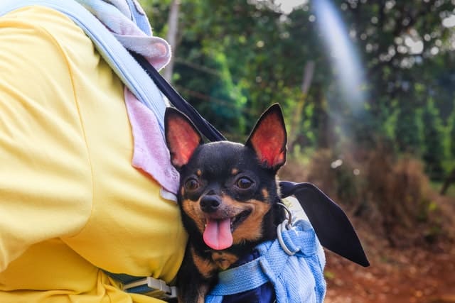 Family Travelling With Pet