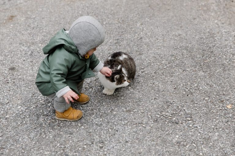 5 Essential Tips When Introducing Your Baby To Your Cat