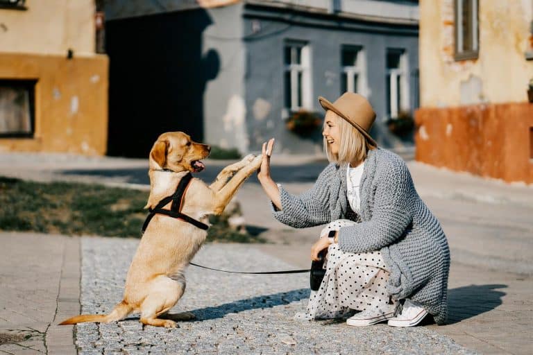 A Full List Of Items You Need To Keep A Family Dog Happy & Content